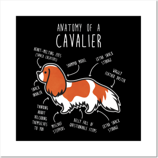 Blenheim Cavalier King Charles Spaniel Dog Anatomy Posters and Art